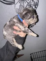 Male 5, a male French Bulldog for sale in Thayer, MO – Photo 4 of 5