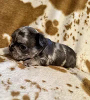 Male 5, a male French Bulldog for sale in Thayer, MO – Photo 2 of 5