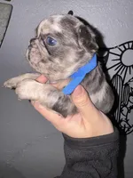 Male 5, a male French Bulldog for sale in Thayer, MO – Photo 3 of 5