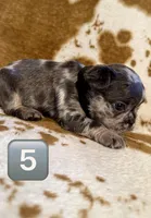 Male 5, a male French Bulldog for sale in Thayer, MO – Photo 1 of 5