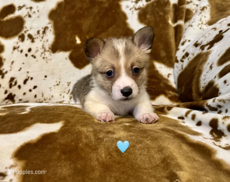 Jesse – Pembroke Welsh Corgi puppy for sale in Thayer, MO