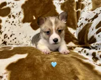 Jesse, a male Pembroke Welsh Corgi for sale in Thayer, MO – 1 of 2