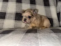 Delilah, a female French Bulldog for sale in Thayer, MO – 2 of 3