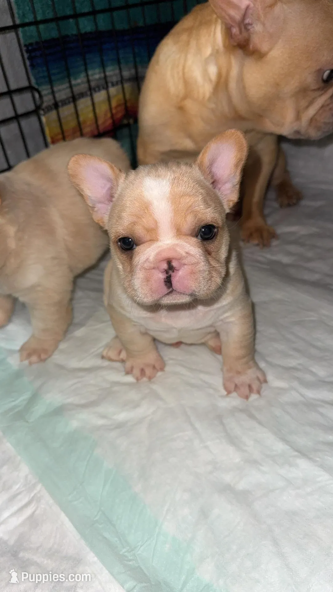 Cream Male, a male French Bulldog for sale in Thayer, MO – Photo 2 of 4