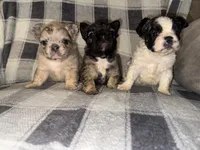 Classy, a female French Bulldog for sale in Thayer, MO – 3 of 3