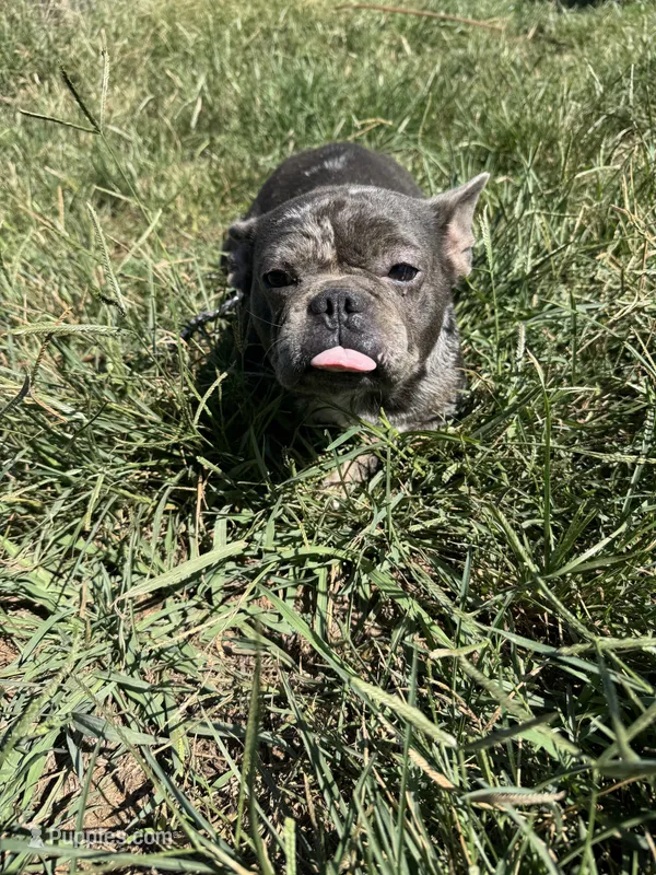 Tooltime Frenchie Daphne – French Bulldog puppy for sale in Thayer, MO