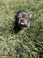 Tooltime Frenchie Daphne, a female French Bulldog for sale in Thayer, MO – 1 of 2