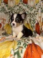 Malibu, a female Pembroke Welsh Corgi for sale in Thayer, MO – 3 of 4