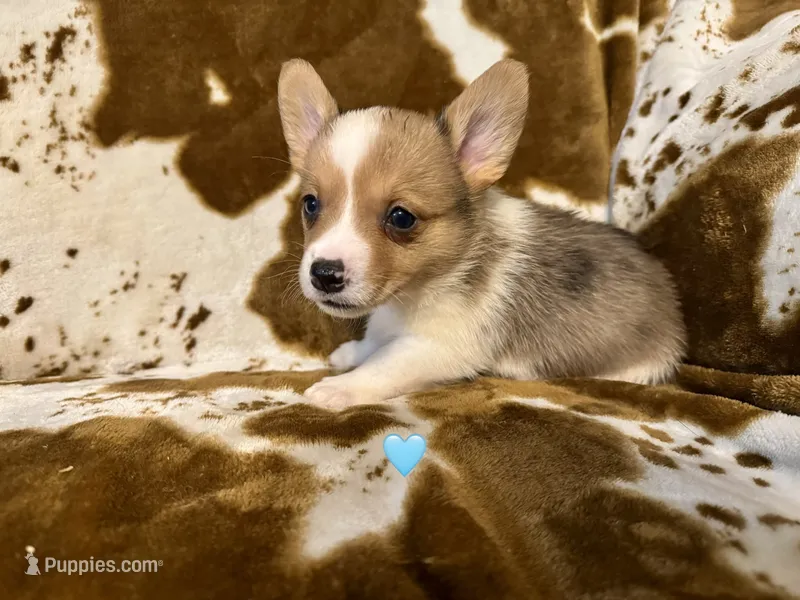 Knox – Pembroke Welsh Corgi puppy for sale in Thayer, MO
