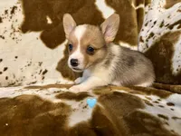 Knox, a male Pembroke Welsh Corgi for sale in Thayer, MO – 1 of 2