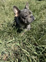 Tooltime Frenchie Daphne, a female French Bulldog for sale in Thayer, MO – 2 of 2