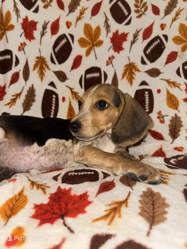 Blue male beagle – Beagle puppy for sale in Thayer, MO