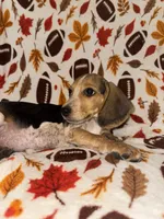 Blue male beagle, a male Beagle for sale in Thayer, MO – 1 of 3
