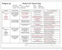 Susie, a female Beagle for sale in Thayer, MO – Photo 4 of 6