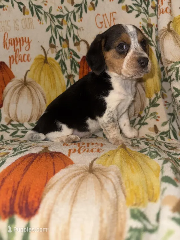 Susie – Beagle puppy for sale in Thayer, MO