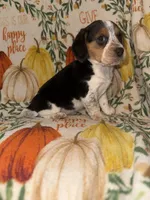 Susie, a female Beagle for sale in Thayer, MO – Photo 1 of 6