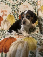 Susie, a female Beagle for sale in Thayer, MO – Photo 2 of 6