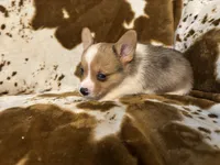 Knox, a male Pembroke Welsh Corgi for sale in Thayer, MO – 2 of 2