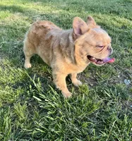 MJ’s Chicken Nugget, a male French Bulldog for sale in Thayer, MO – 3 of 4