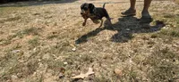 Backwoods Female, a female Beagle for sale in Thayer, MO – 2 of 4