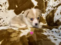 Scout, a female Pembroke Welsh Corgi for sale in Thayer, MO – 2 of 2