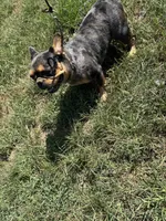 Tooltime Frenchies Reece, a female French Bulldog for sale in Thayer, MO – 3 of 3