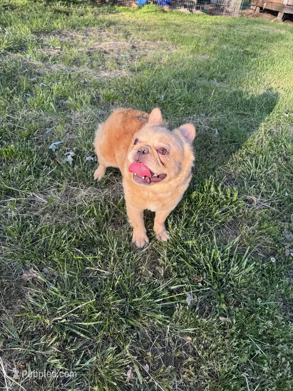 MJ’s Chicken Nugget – French Bulldog puppy for sale in Thayer, MO