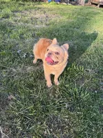 MJ’s Chicken Nugget, a male French Bulldog for sale in Thayer, MO – 1 of 4