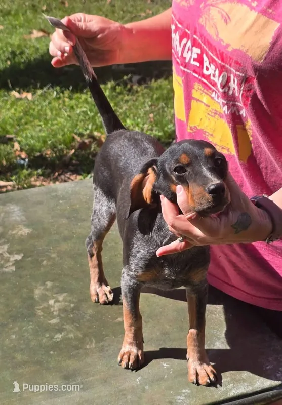 Backwoods Male – Beagle puppy for sale in Thayer, MO