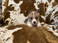 Jesse, a male Pembroke Welsh Corgi for sale in Thayer, MO – 2 of 2