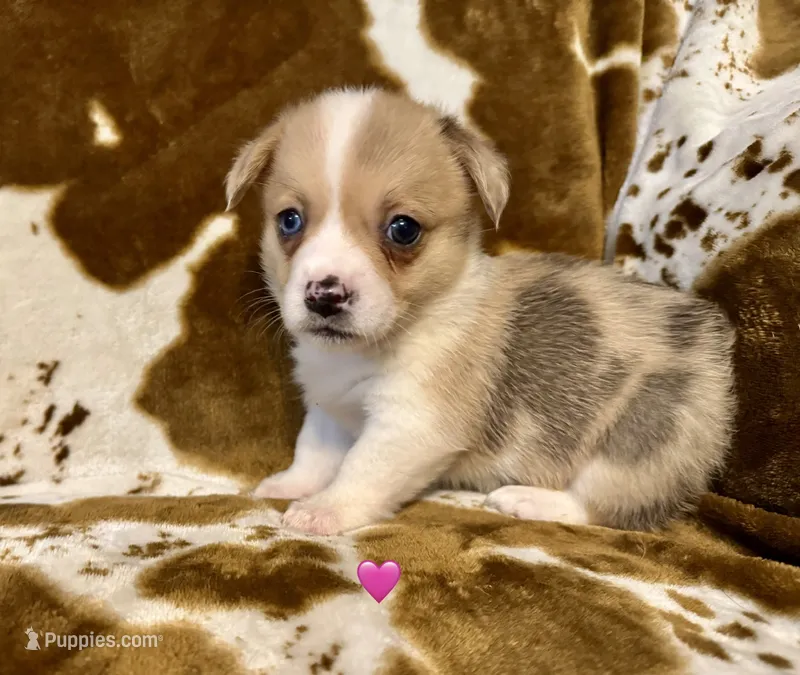 Sailor – Pembroke Welsh Corgi puppy for sale in Thayer, MO