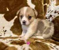 Sailor, a female Pembroke Welsh Corgi for sale in Thayer, MO – 1 of 2