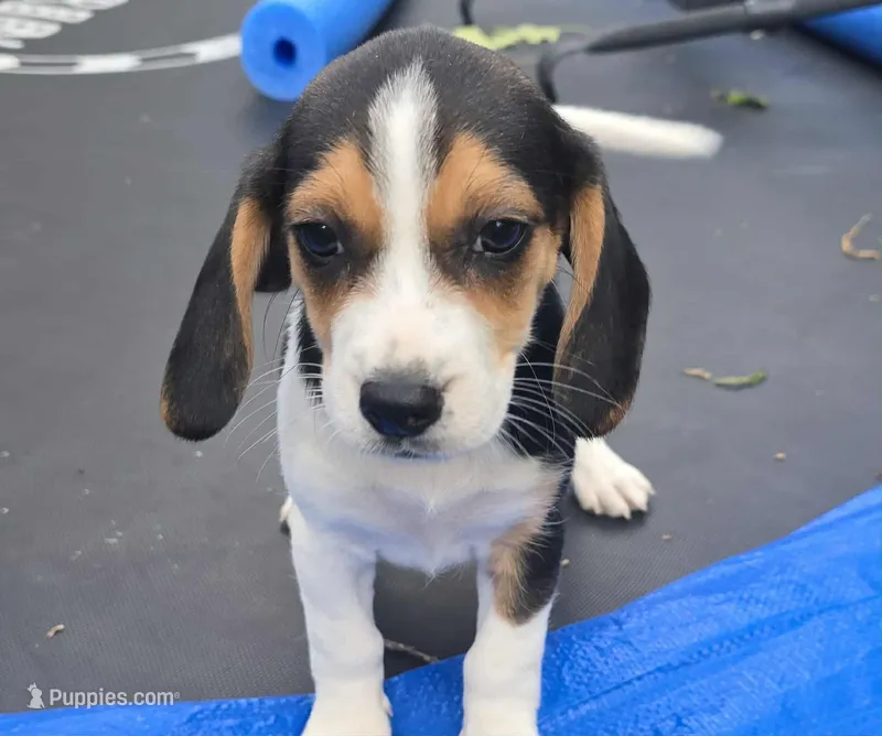 Polly – Beagle puppy for sale in Thayer, MO