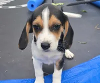 Polly, a female Beagle for sale in Thayer, MO – Photo 1 of 5