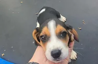 Polly, a female Beagle for sale in Thayer, MO – Photo 2 of 5