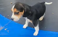 Polly, a female Beagle for sale in Thayer, MO – Photo 3 of 5