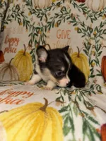 Casey, a male Pembroke Welsh Corgi for sale in Thayer, MO – 4 of 4