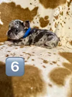 Male 6, a male French Bulldog for sale in Thayer, MO – Photo 1 of 3