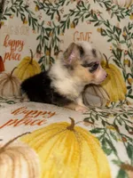 Maddie, a female Pembroke Welsh Corgi for sale in Thayer, MO – 2 of 4