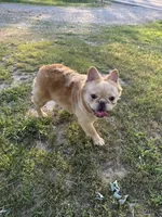 MJ’s Chicken Nugget, a male French Bulldog for sale in Thayer, MO – 2 of 4