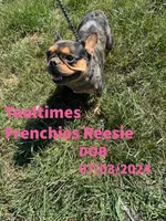 Tooltime Frenchies Reece, a female French Bulldog for sale in Thayer, MO – 2 of 3