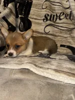 June, a female Pembroke Welsh Corgi for sale in Thayer, MO – 1 of 3