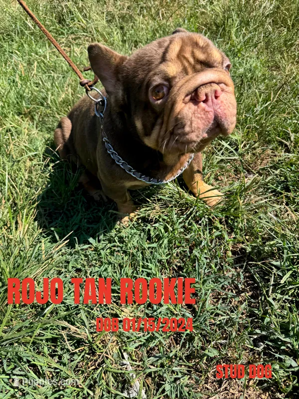 ROJO TAN ROOKIE  – French Bulldog puppy for sale in Thayer, MO