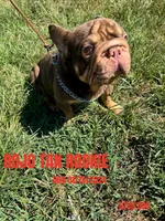 ROJO TAN ROOKIE , a male French Bulldog for sale in Thayer, MO – 1 of 2