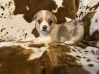 Sailor, a female Pembroke Welsh Corgi for sale in Thayer, MO – 2 of 2