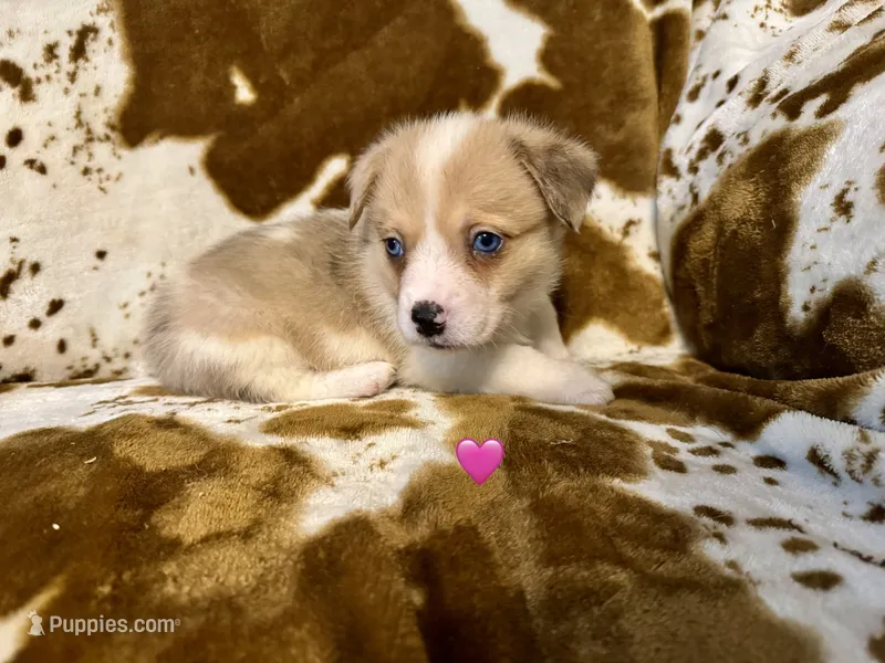 Scout – Pembroke Welsh Corgi puppy for sale in Thayer, MO