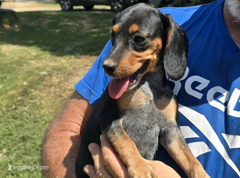 Backwoods Female – Beagle puppy for sale in Thayer, MO