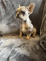 Male 3, a male French Bulldog for sale in Thayer, MO – Photo 3 of 8