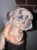 Male 3, a male French Bulldog for sale in Thayer, MO – Photo 2 of 5