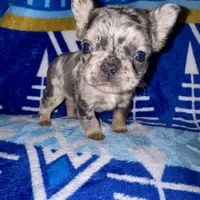 Male 3, a male French Bulldog for sale in Thayer, MO – Photo 4 of 8